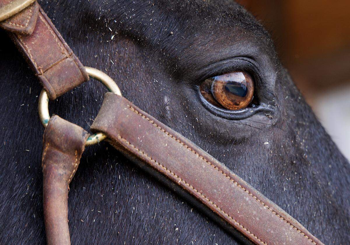 Dozer, a retired military working equine, looks out over a farm in Zebulon, N.C. on Wednesday, Dec. 13, 2023. Olivia Turner adopted two horses formerly with the Army caisson platoon in November.