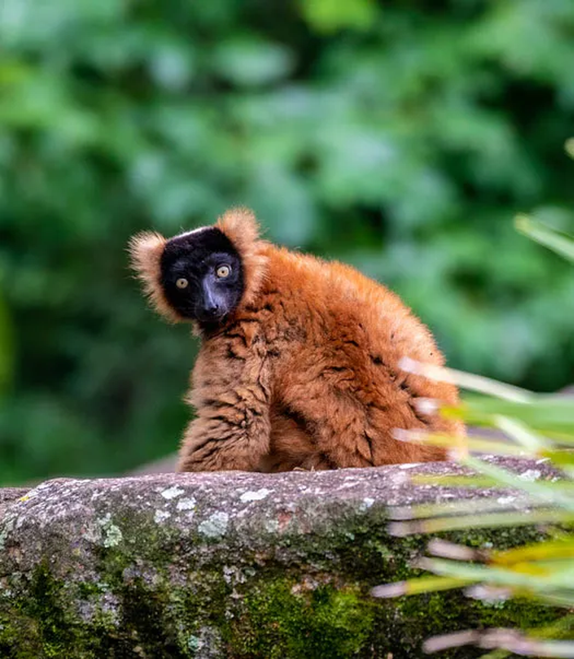 The N.C. Zoo in Asheboro has red-ruffed lemurs on Lemur Island within the Africa section of the park. These are the largest lemurs and are also critically endangered.