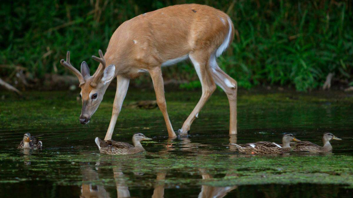 A white-tailed deer buck and mallard ducks move through shallow water in the Greater Fouty-Rutkowski Pond at dusk Friday, Aug. 12, 2011, in East Lansing, Mich. (AP Photo/Al Goldis)