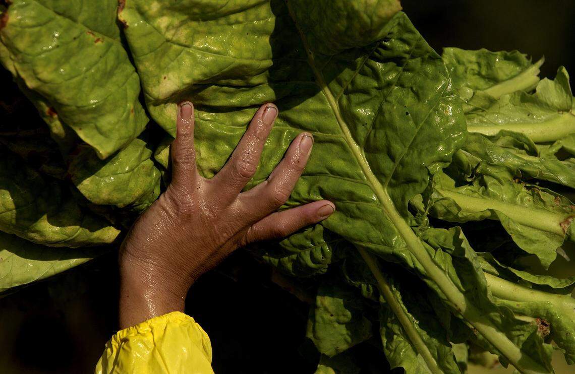 A farmworker, his hands sticky with tobacco gum, carries a batch of just-picked leaves to a trailer in a during an early morning harvest.