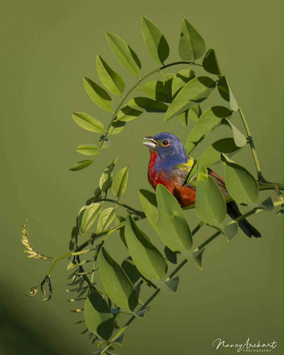 The painted bunting draws a crowd of avid birders on its annual swing through Dix Park in Raleigh.
