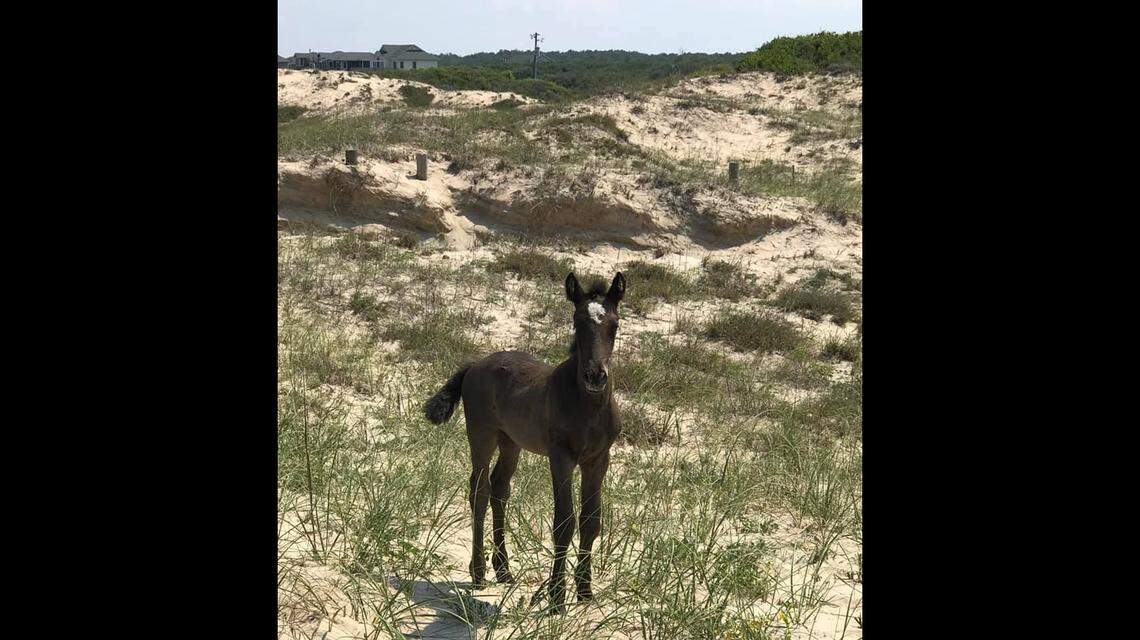 A caller reported a wild horse was standing in the same spot for 24 hours near the Virginia state line. It was a 2-year-old filly known as Valor. 