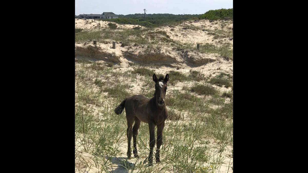 A caller reported a wild horse was standing in the same spot for 24 hours near the Virginia state line. It was a 2-year-old filly known as Valor. 