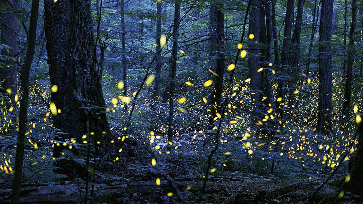 Synchronous fireflies in the woods at Elkmont in the Great Smoky Mountain National Park.