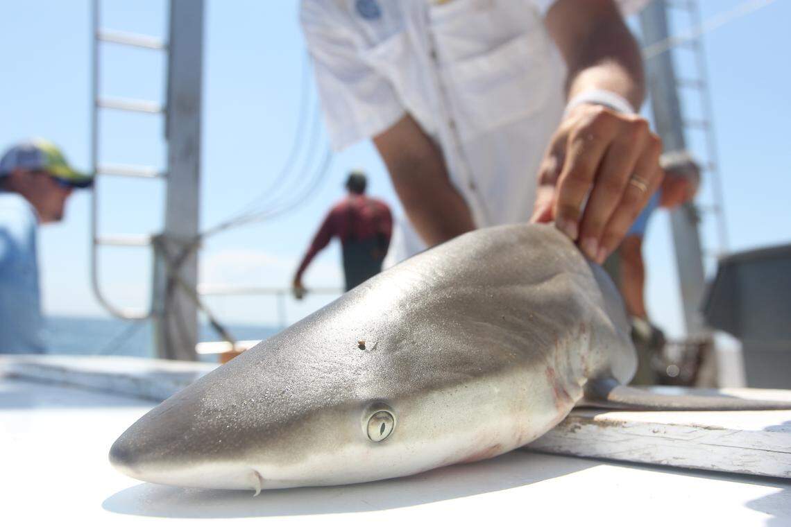 PhD student Martin Benavides holds a shark during UNC IMS shark tagging research on the R/V/ Capricorn 3 miles off Shackelford Banks, NC.Sharks are brought aboard, measured, tagged, and have a small fin clip taken for genetics research. Within a minute or two of being brought on board the animal is released back into the water.