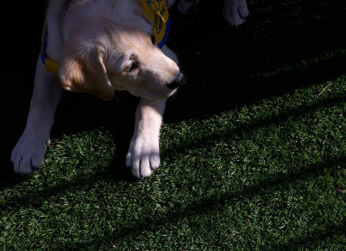 Maestro, a two-month-old Labrador and Golden Retriever mix puppy, sits in the puppy park at Duke Puppy Kindergarten on Thursday, Sept. 22, 2022, in Durham, N.C. The Duke Puppy Kindergarten studies how different rearing methods affect the traits of assistance dogs.