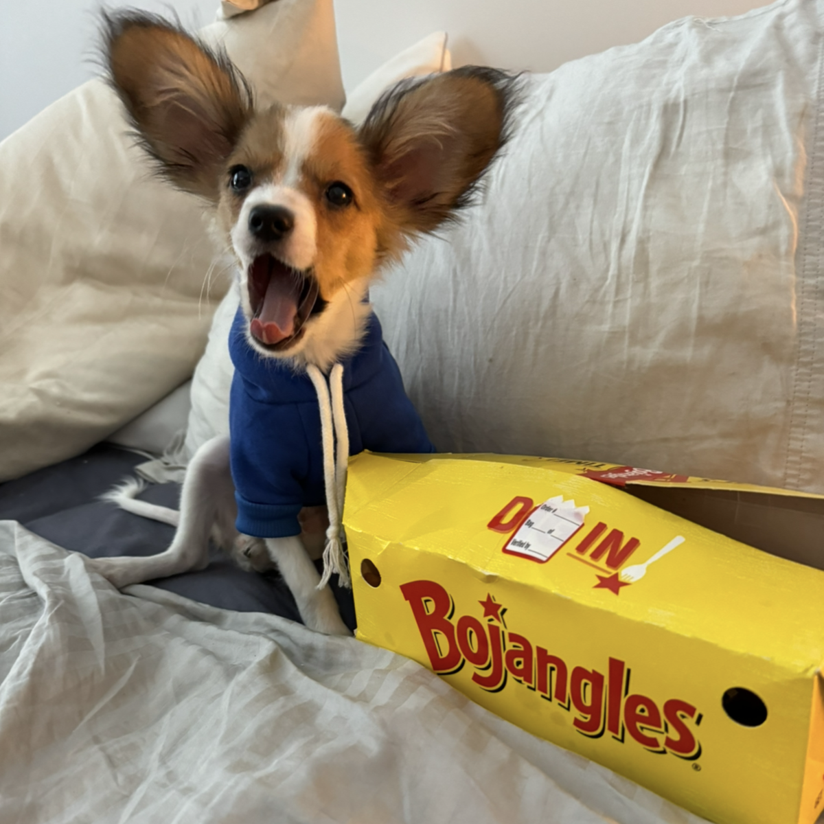 Gio Versace was named a finalist in The News & Observer’s “cutest dog in the Triangle” contest in fall 2024.