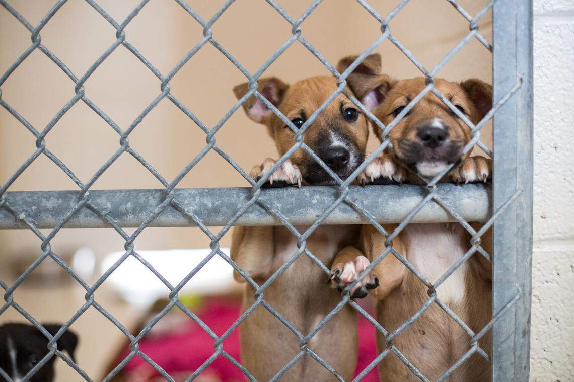 SPCA of Wake County is urging the public to help clear their shelters as a way to support pets impacted by Hurricane Helene.