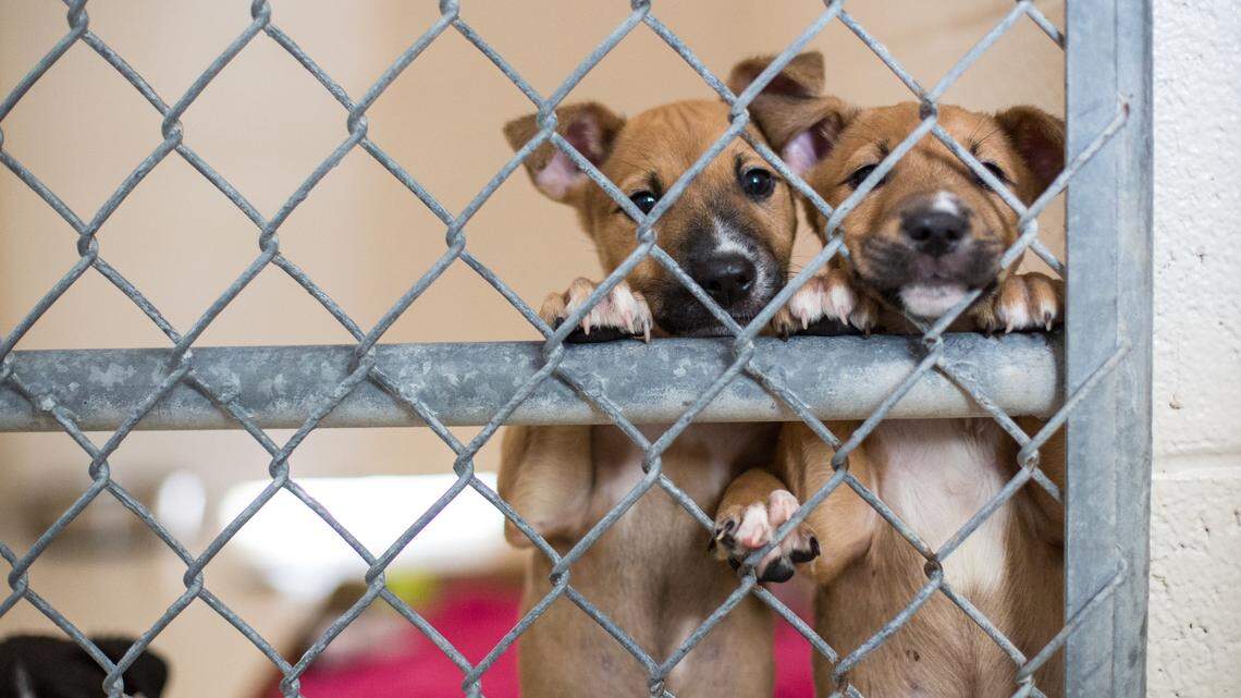 SPCA of Wake County is urging the public to help clear their shelters as a way to support pets impacted by Hurricane Helene.