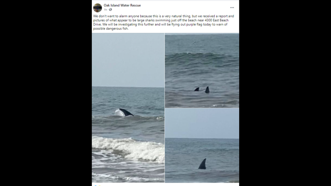 Multiple dorsal fins sticking out of the Atlantic near a public beach rattled nerves on North Carolina’s Oak Island Thursday, resulting in an alert posted by the island’s emergency response team.