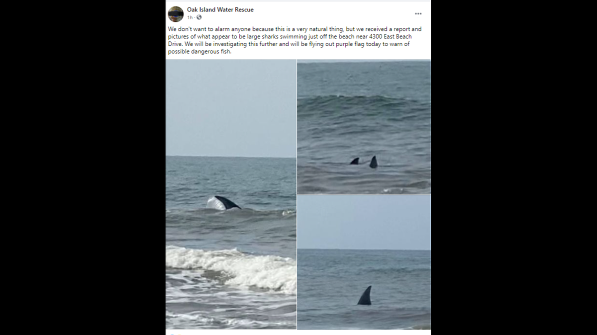 Multiple dorsal fins sticking out of the Atlantic near a public beach rattled nerves on North Carolina’s Oak Island Thursday, resulting in an alert posted by the island’s emergency response team.