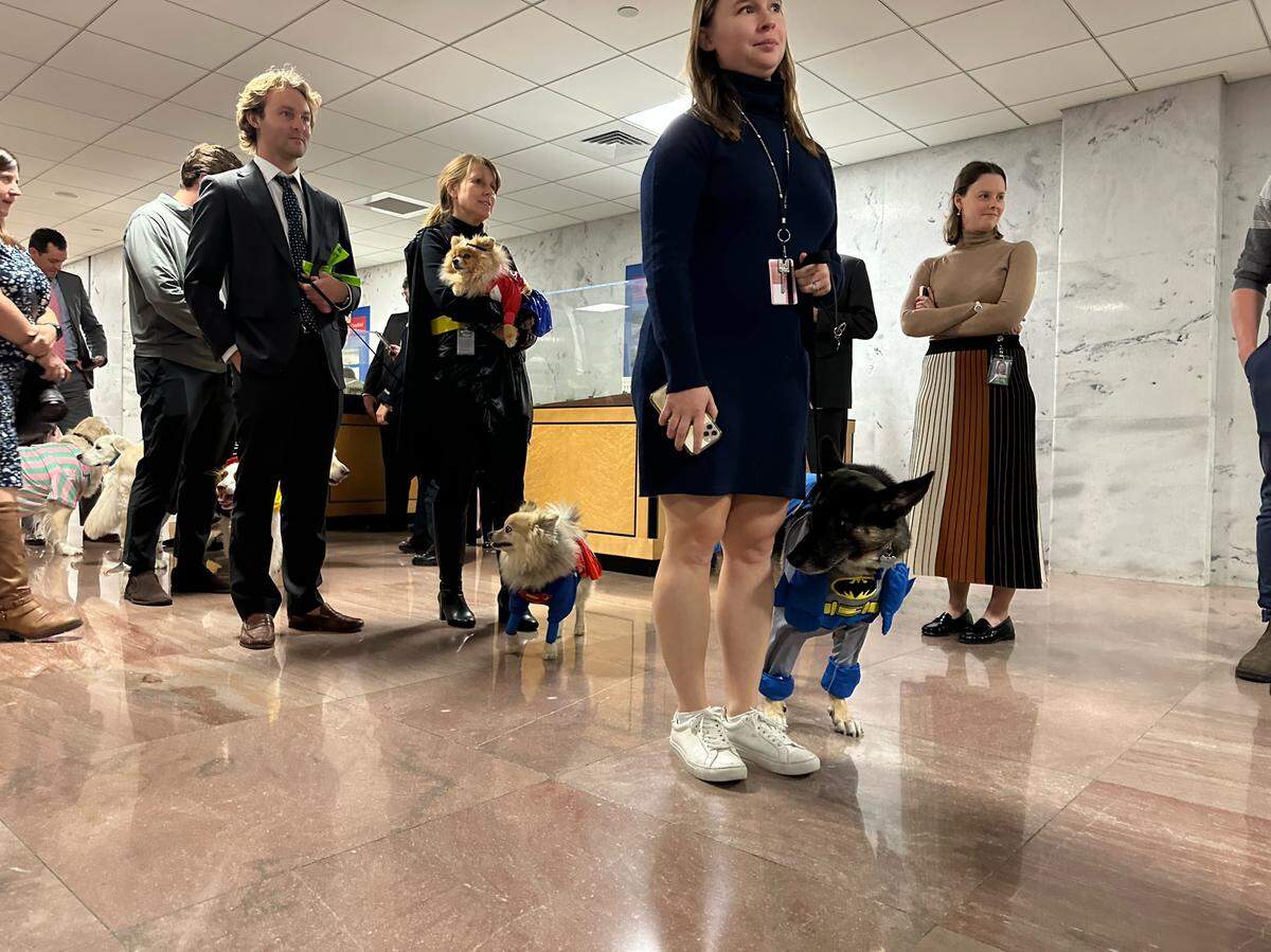 Dogs and their humans line up for the Bipawtisan Howl-o-ween Dog Parade on Oct. 31, 2023, in Washington, DC.