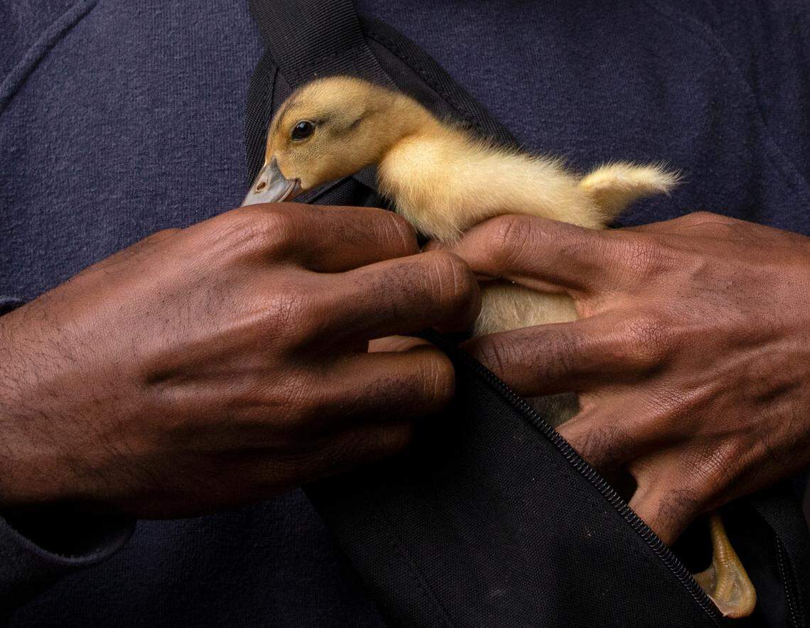 Tyler Allen puts a duckling into a satchel before walking to a jazz concert in Raleigh, N.C. on Thursday, Oct. 13, 2022.