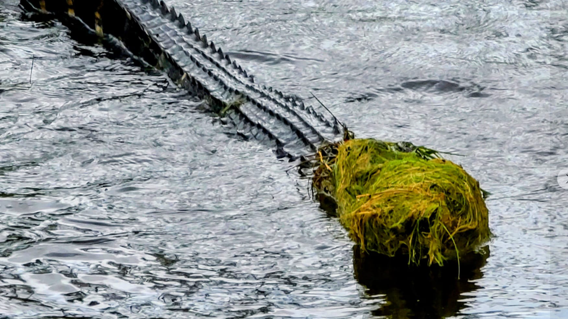 A mutant creature with the body of a reptile and head of a sea creature was photographed in a North Carolina pond. It was an alligator covered in moss
