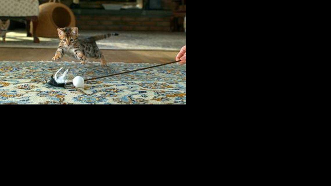 A Bengal kitten plays on an episode of Animal Planet’s “Too Cute!”