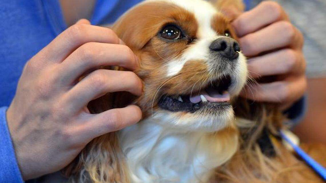 DUKEDOGS2NE042914CEL