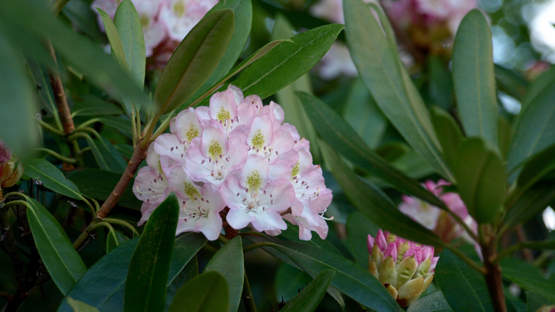 KDA: Kansas Walmarts destroyed plants infected with Sudden Oak Death and so should you