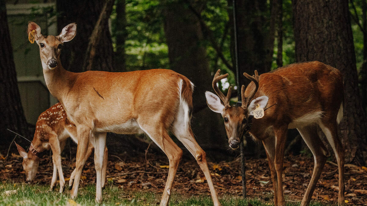 NC scientists are studying Triangle deer. Here's what they're finding out.