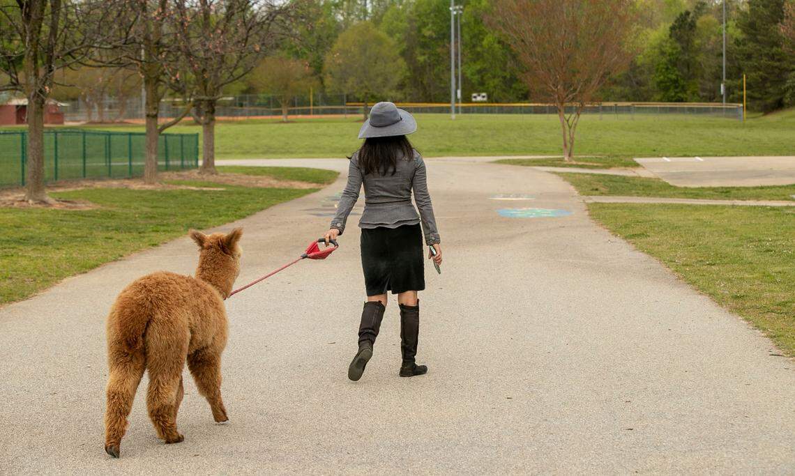 Sue walks Pumpkin her Alpaca back to her car after a visit to Ballentine Elementary School on Tuesday, April 12, 2022 in Fuquay-Varina, N.C.