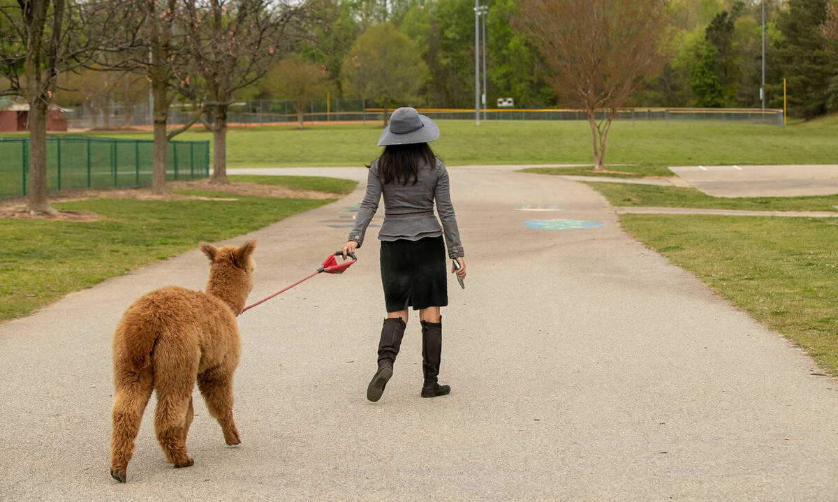 Sue walks Pumpkin her Alpaca back to her car after a visit to Ballentine Elementary School on Tuesday, April 12, 2022 in Fuquay-Varina, N.C.