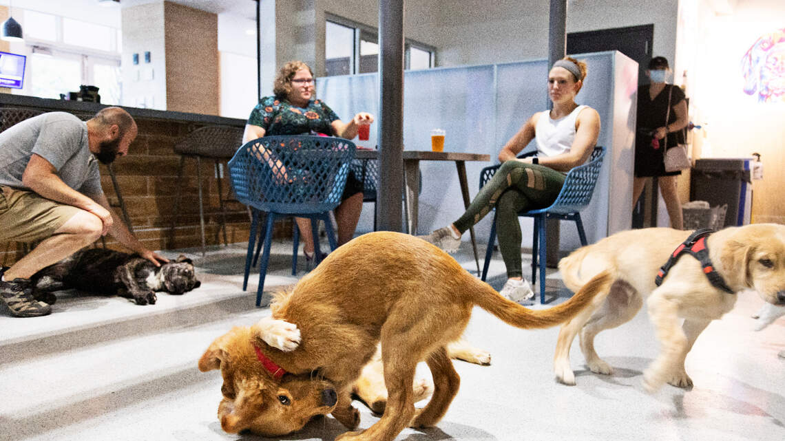 Bring your pup with you! Here are the most dog-friendly Triangle bars and restaurants