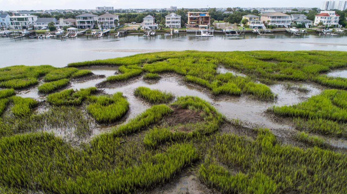 Coastal development boom endangers salt marshes, a resource vital to the Southeast economy