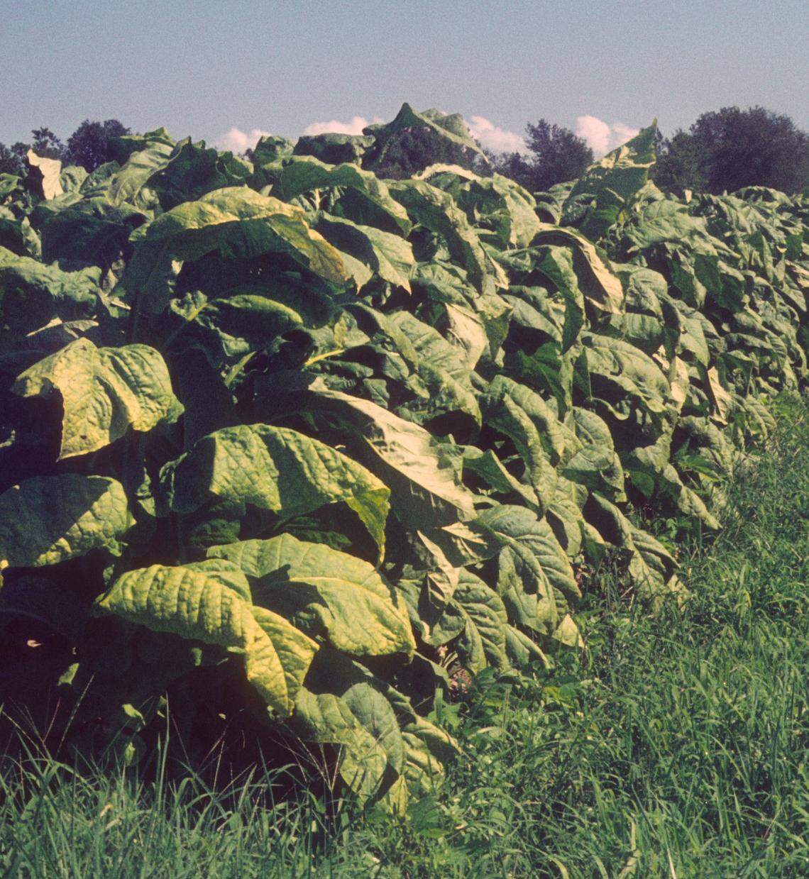 Tobacco is cultivated as a cash crop, but has escaped into various habitats.