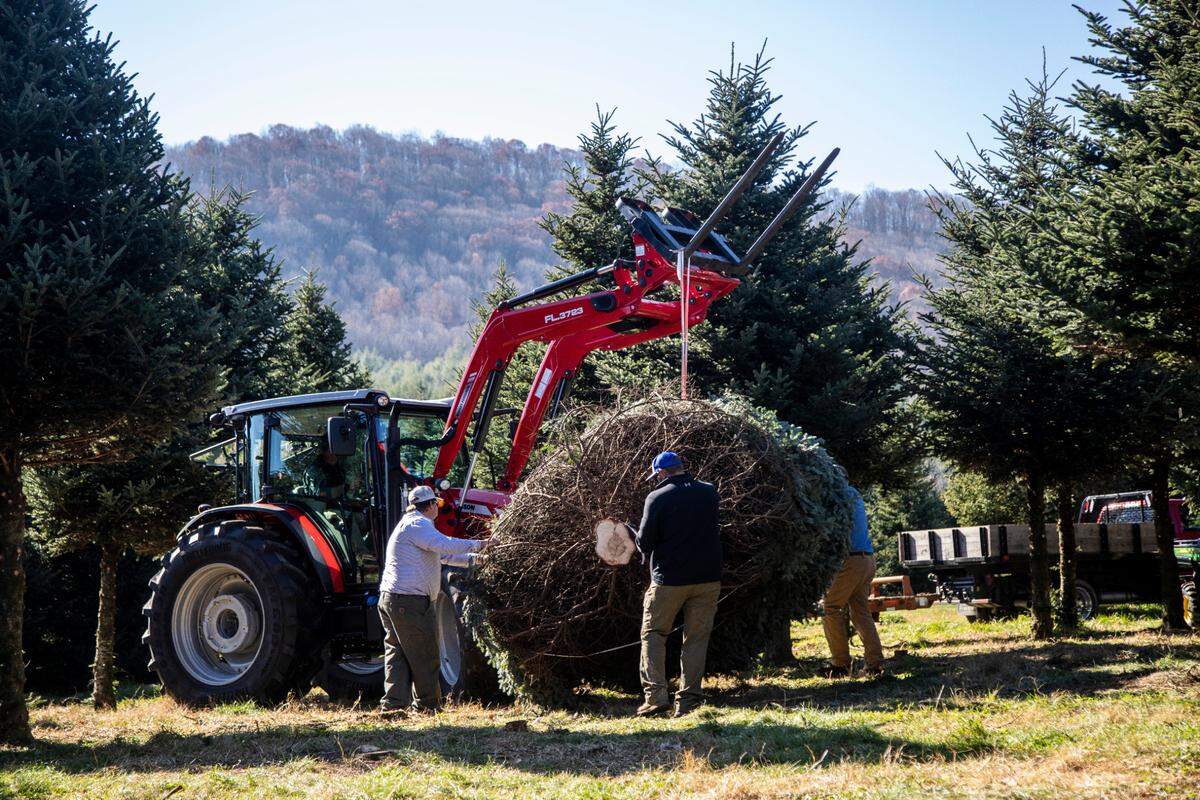 The 2021 White House Christmas Tree is moved by tractor during a felling ceremony at Peak Farms in Jefferson Wednesday, Nov. 17, 2021. North Carolina growers will produce between 5.5 million and 6.5 million Christmas trees this holiday season.