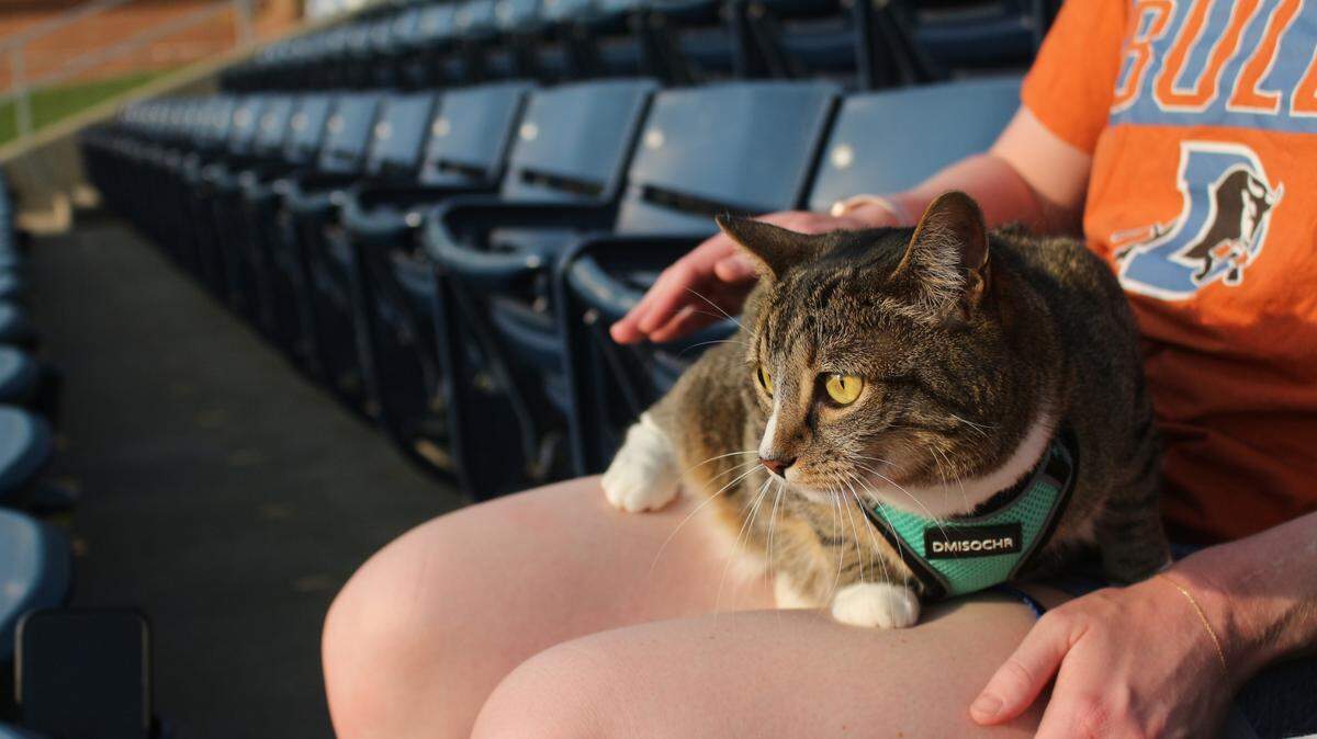 Hermoine, the tabby cat, sits on her owner’s lap and watches the Durham Bulls play during the team’s “Whisker Wednesday” event at Durham Bulls Athletic Park on Wednesday, June 11, 2025.
