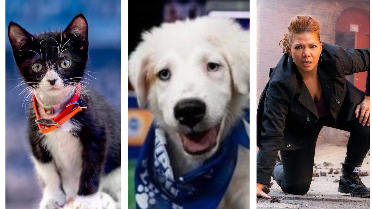 In addition to the Super Bowl on Feb. 7, viewers can watch “The Kitten Bowl” on Hallmark, “The Puppy Bowl” on Animal Planet, and Queen Latifah in “The Equalizer” on CBS.
