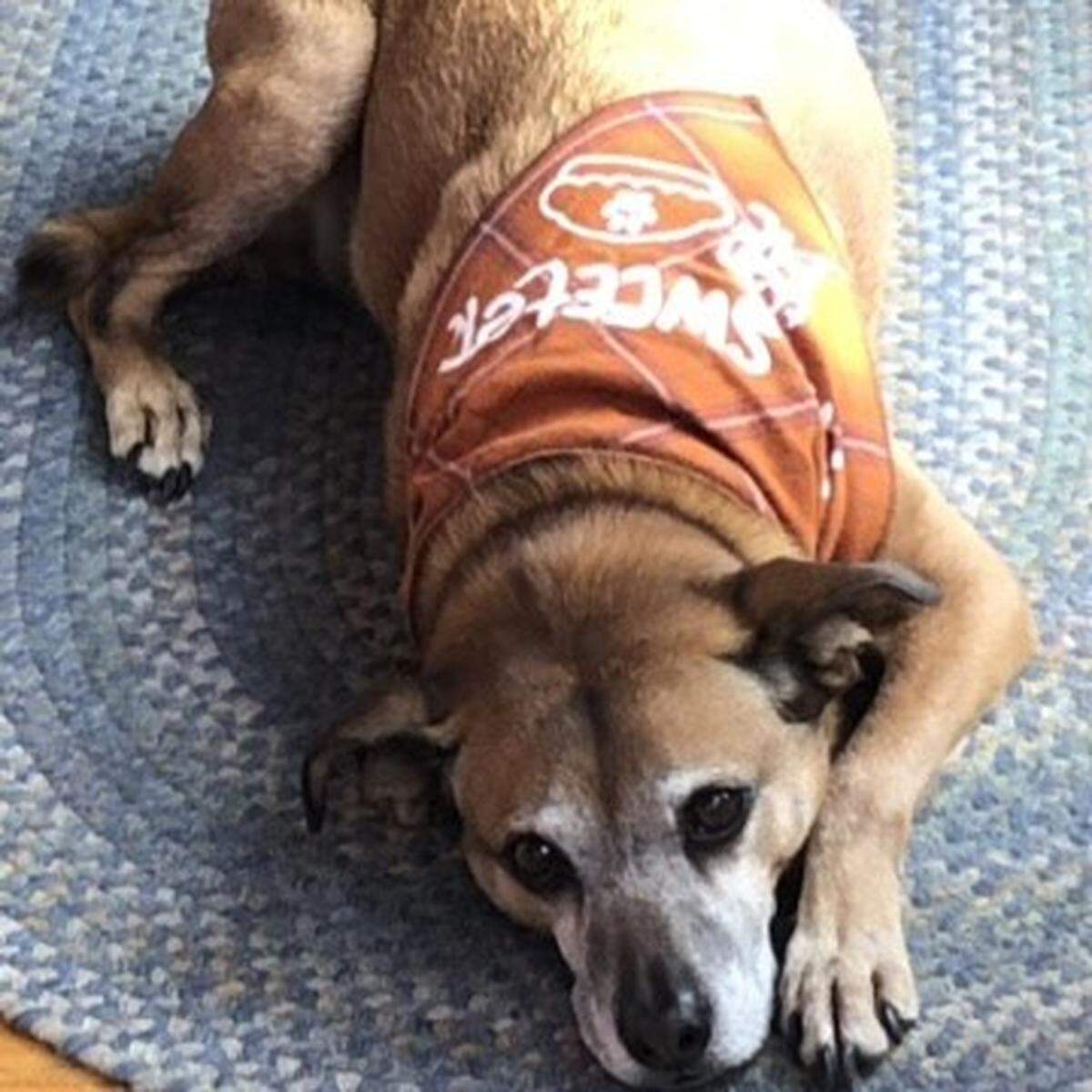 Sara was named a finalist in The News & Observer’s “cutest dog in the Triangle” contest in fall 2024.