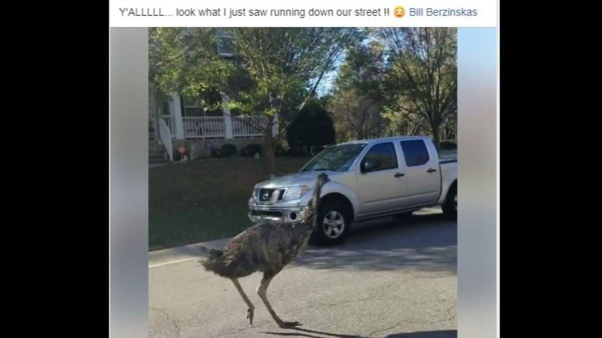 Several Durham residents got video and photos of Darwin the emu after he escaped from his home. He was captured safely by Durham County Sheriff’s deputies.