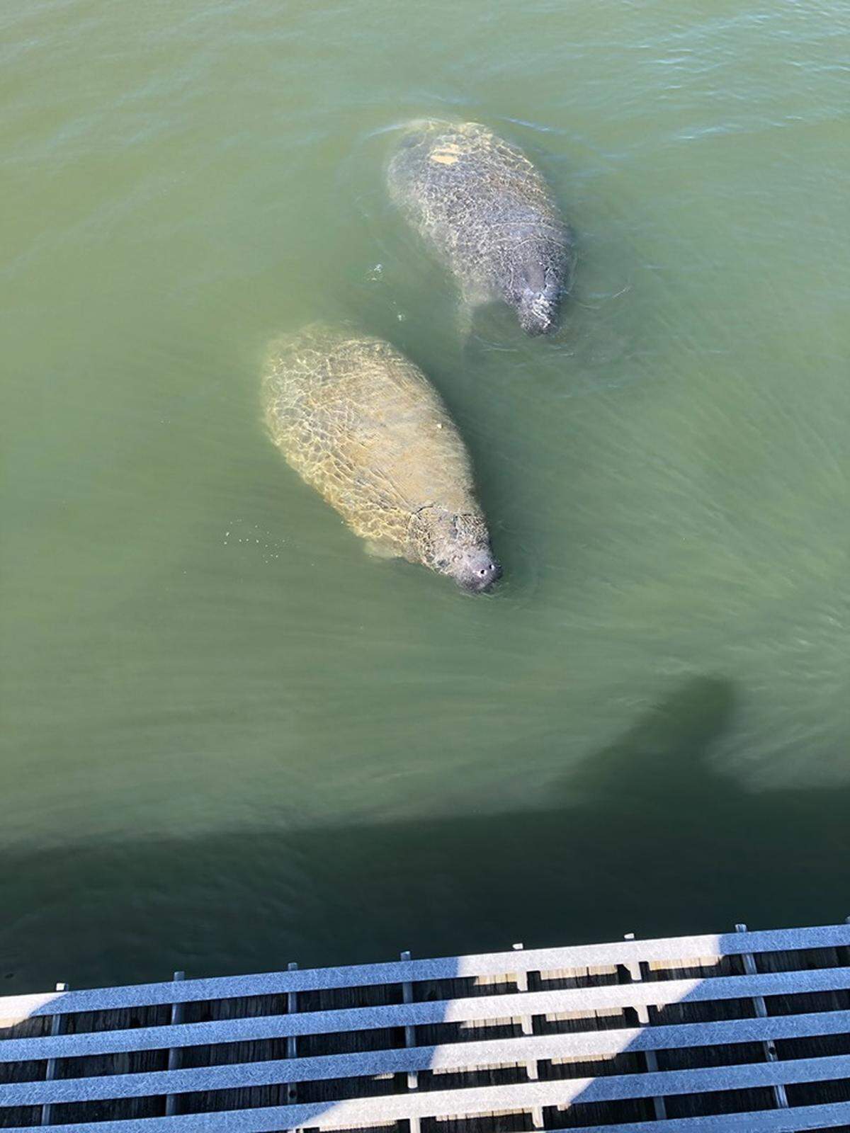A couple of manatees came into the Coast Guard basin in Nags Head.