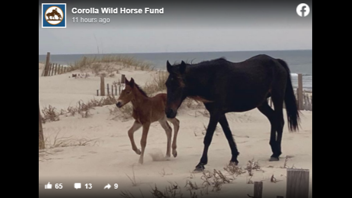 A newborn wild horse was spotted with his mom. He was given a name that honors his late dad.