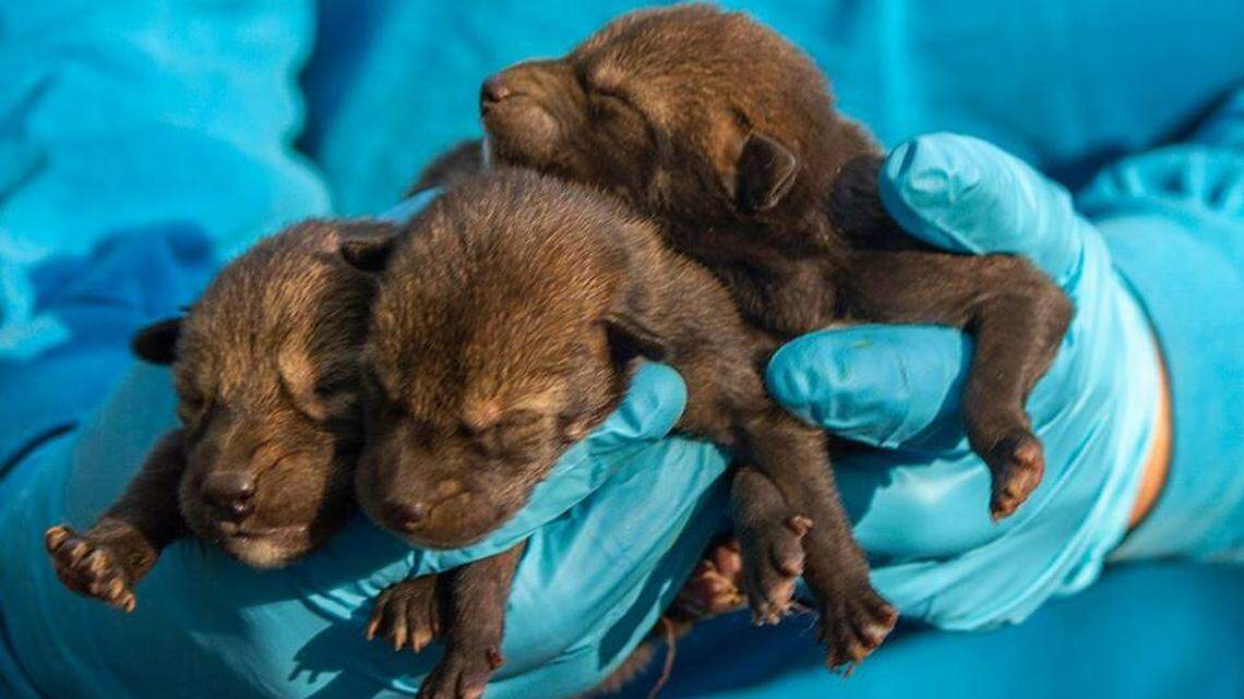 Three rare red wolf pups born at the Durham Museum of Life and Science on April 21, 2018.