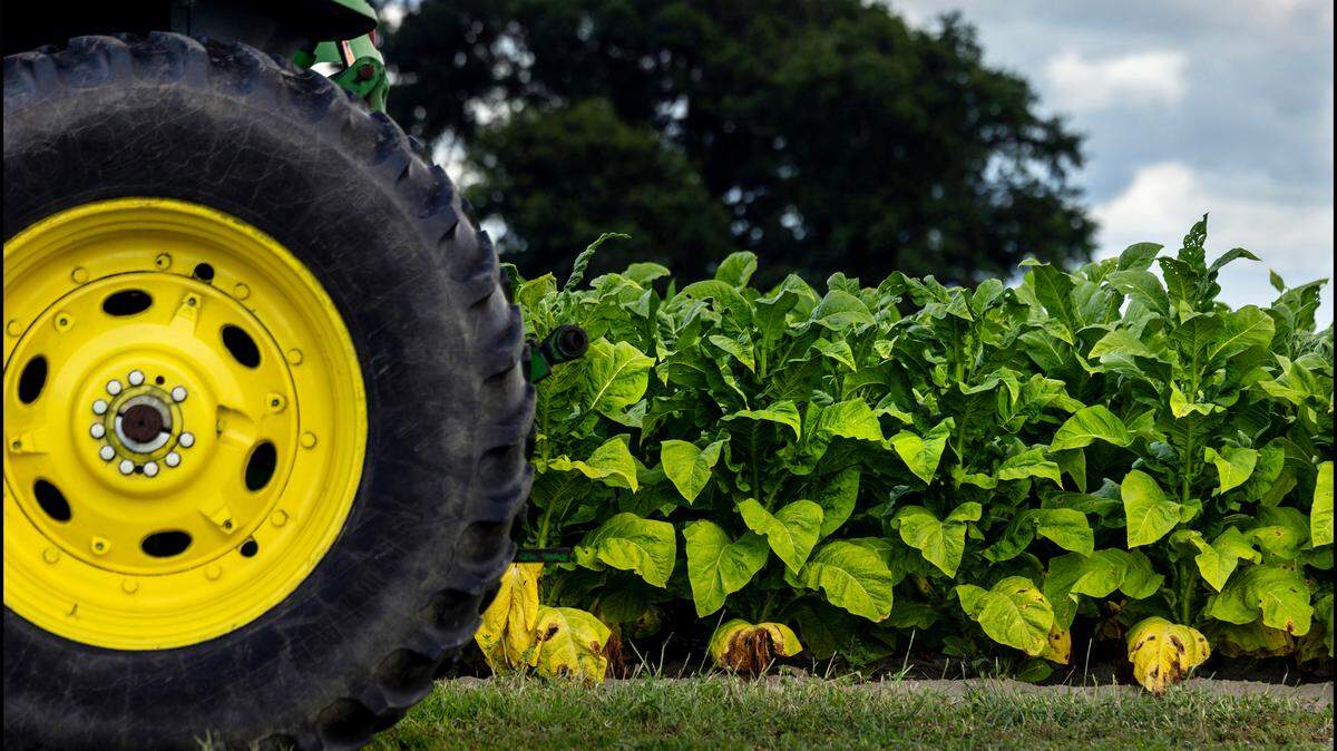 The colors of a John Deere tractor match the colors of tobacco in a field in Duplin County.  The bottom leaves, or lugs, are near time to be primed, meaning picked individually.