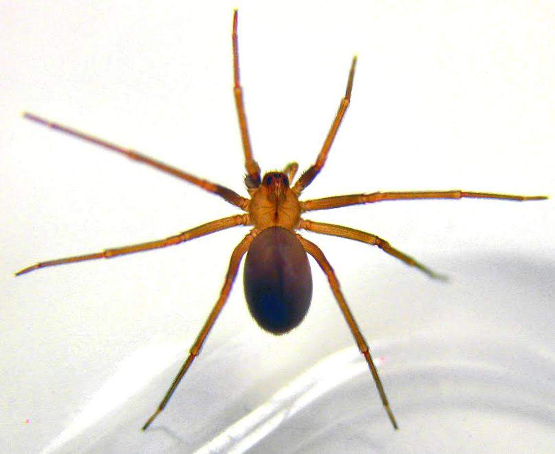 Brown recluse spider