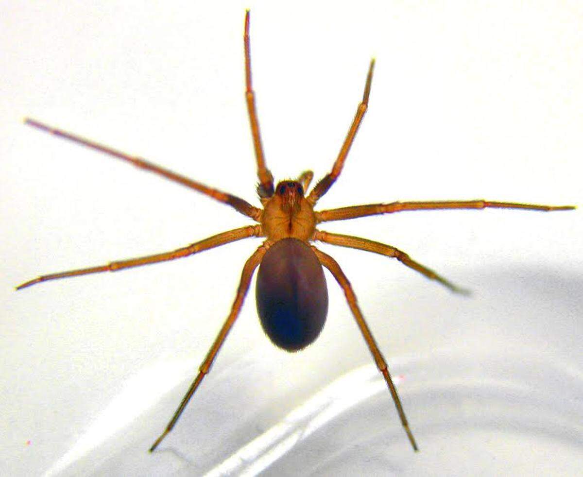 Because so many spiders are brown, the brown recluse spider has become an eight-legged terror. But they’re not common in North Carolina.