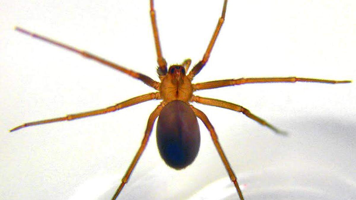 Because so many spiders are brown, the brown recluse spider has become an eight-legged terror for Georgia residents.