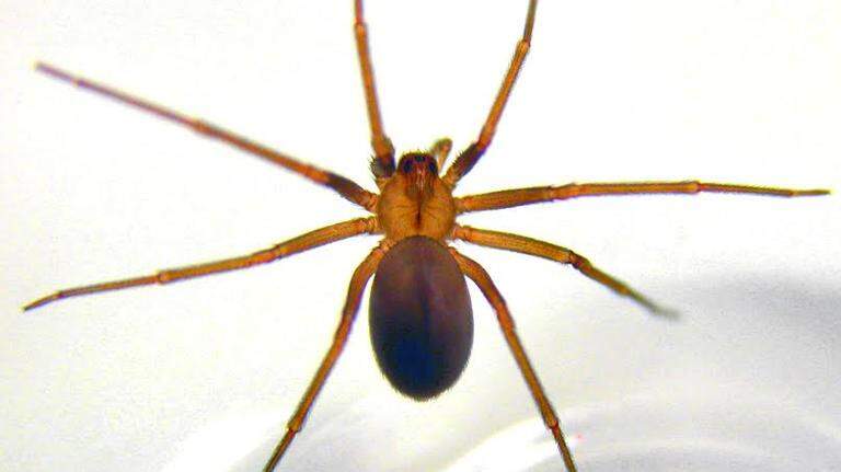 Are you seeing brown recluse spiders in MS? Here’s how to recognize them and stay safe