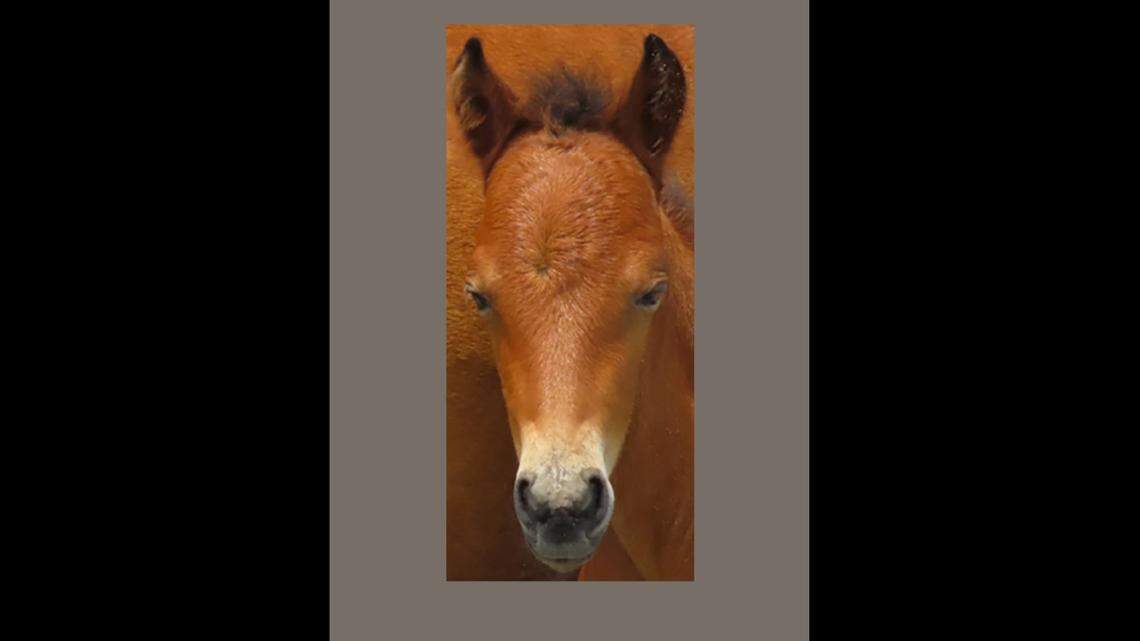 This is the filly born to a grandmother among the wild horses at Cape Lookout National Seashore, the National Park Service says.