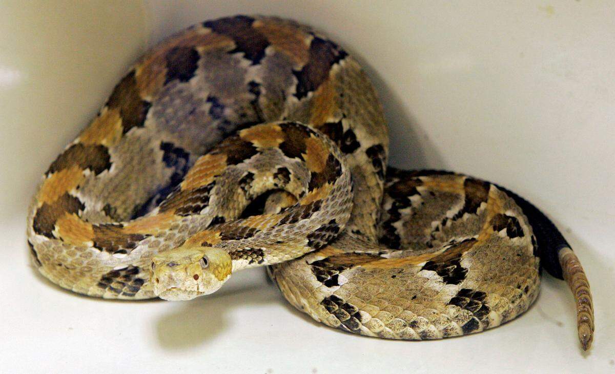 Timber rattlesnakes are among the snake species that live in North Carolina, but they are not one of the state’s few snake species that climb well.