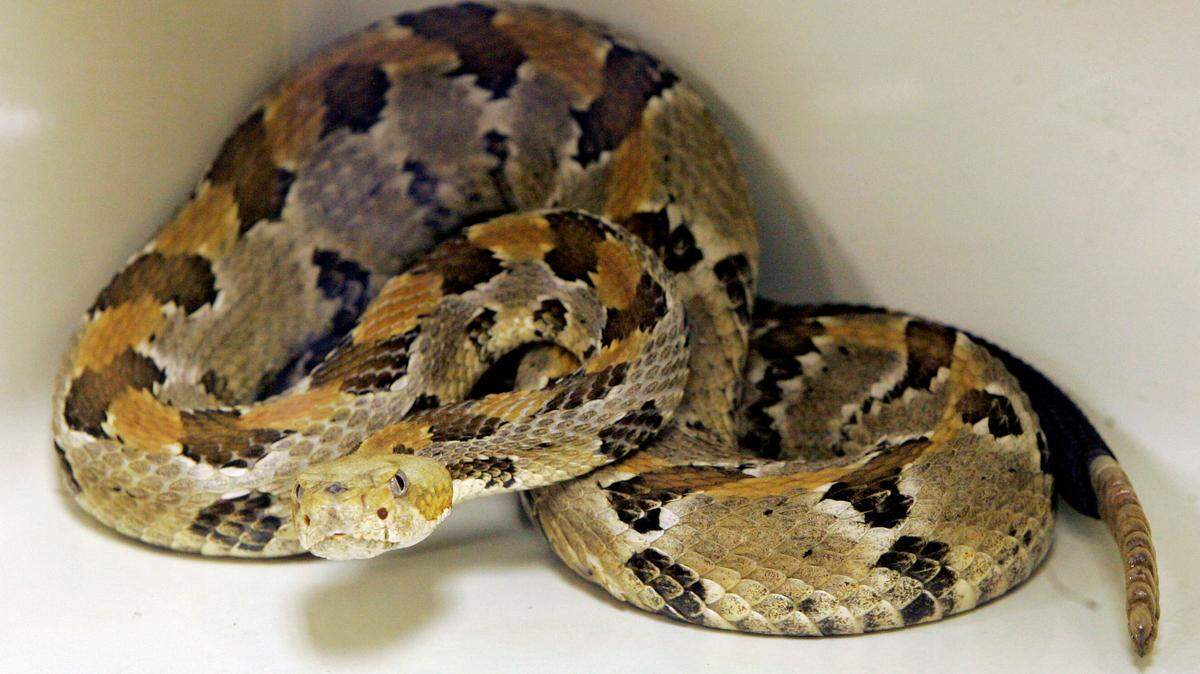 The Timber rattlesnake is the most common type of rattlesnake found in Charlotte area.