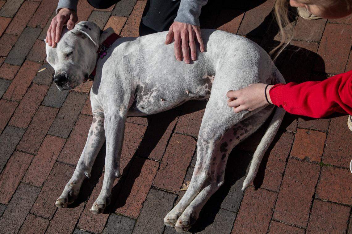 Students pet a therapy dog named ‘Delilah’ at N.C. State’s main campus Tuesday, Feb. 14, 2022.