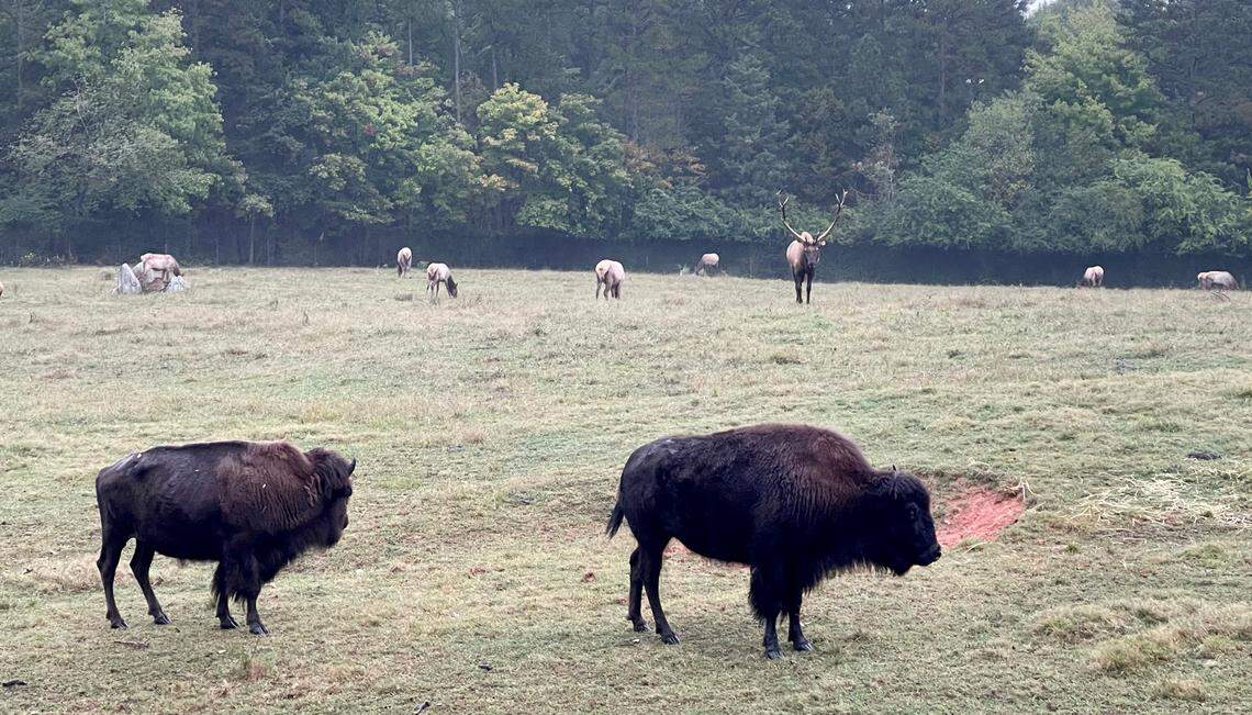 American bison and elk roam at the N.C. Zoological Park just outside of Asheboro, N.C. in October 2021.
