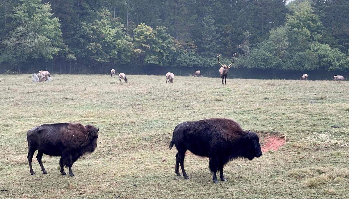 American bison and elk roam at the N.C. Zoological Park just outside of Asheboro, N.C. in October 2021.