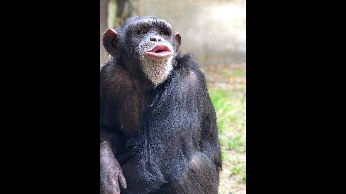 The North Carolina Zoo reports Nori, an 11-year-old member of the chimpanzee troop, was euthanized May 2 “after a period of declining health.”