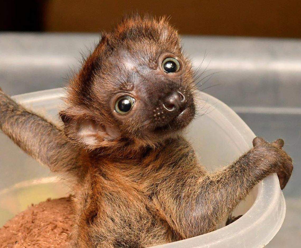 Hamill being weighed
