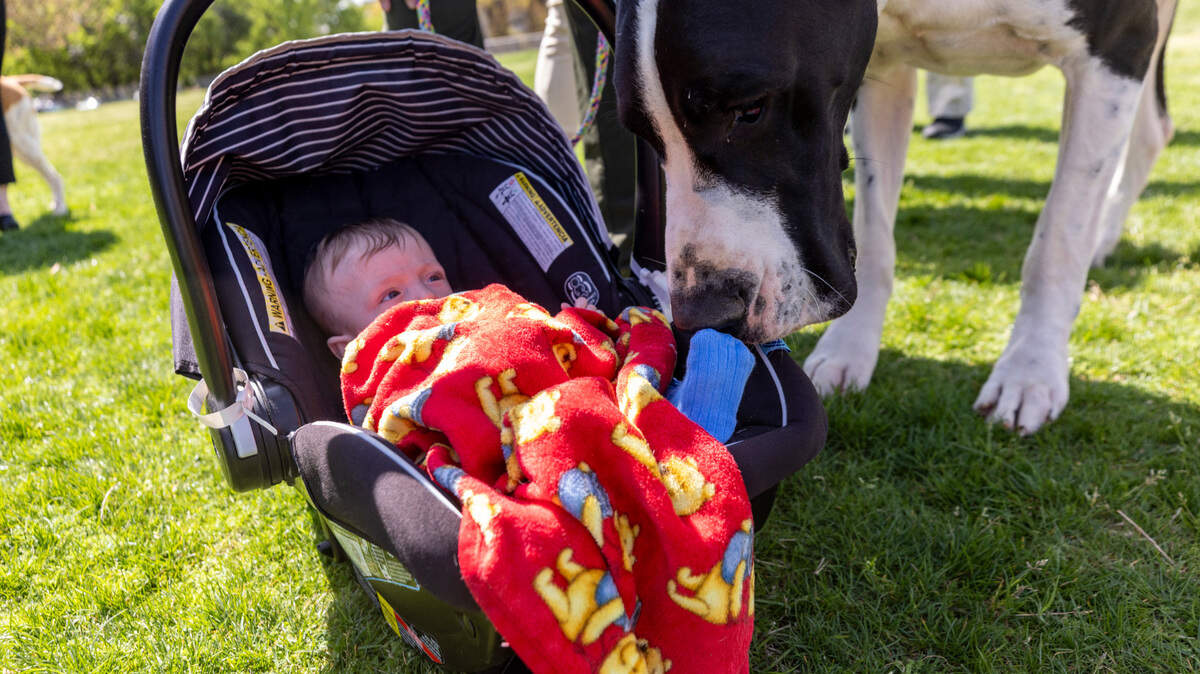 A Great Dane sniffs the toes of Seven-month-old Wyatt Dorociak-Hendrix during the American Kennel Club’s “Canines at the Capitol” event on Tuesday, April 1, 2025, at Halifax Mall. The club invited lawmakers and the public to interact with dogs and their handlers, watch agility demonstrations, and learn about responsible dog ownership.