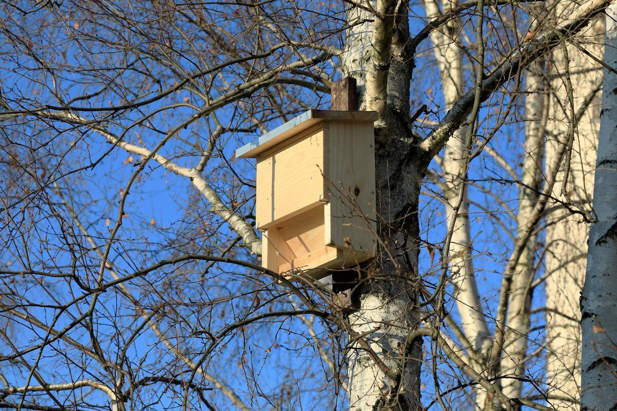 A wooden bat house attached to a birch tree trunk in a public park.